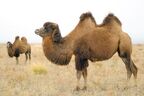 Bactarian camels