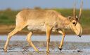 Saiga antelope, one of the introduced species of Sylvan Island, common in the grasslands of the island.