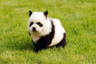 Panda Pomeranian, a breed of dog that was bred to resemble a panda bear, and became popular as an effect.