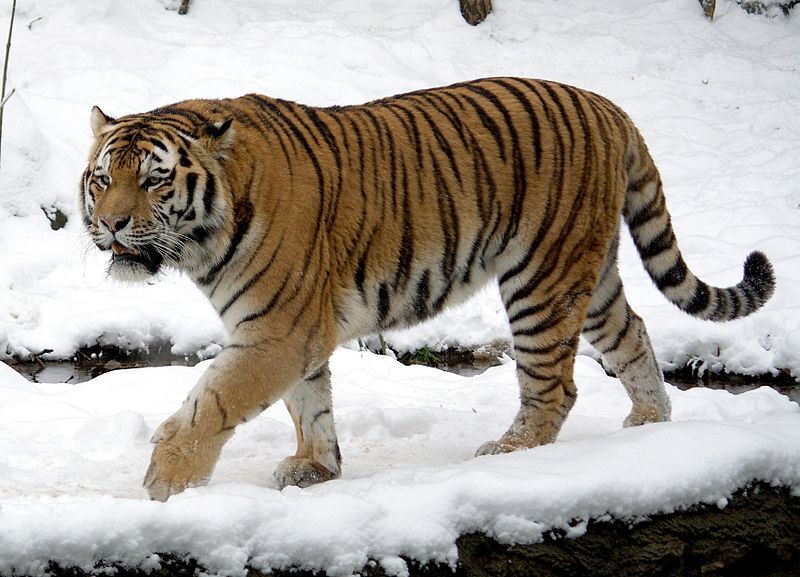 North American Tiger | Fanon Wiki | Fandom