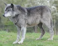 Northwestern wolf (Canis lupus occidentalis)