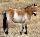 Przewalski's horse, one of the introduced species of Tokepic Island, common in the grasslands of the island.