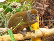 Golden bamboo lemur