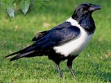 American pied crow (SciiFii)