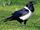 American pied crow (SciiFii)