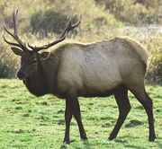 California elk (SciiFii)