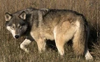 Great Plains wolf (Canis lupus nubilus)