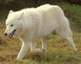 Arctic wolf (Canis lupus arctos)