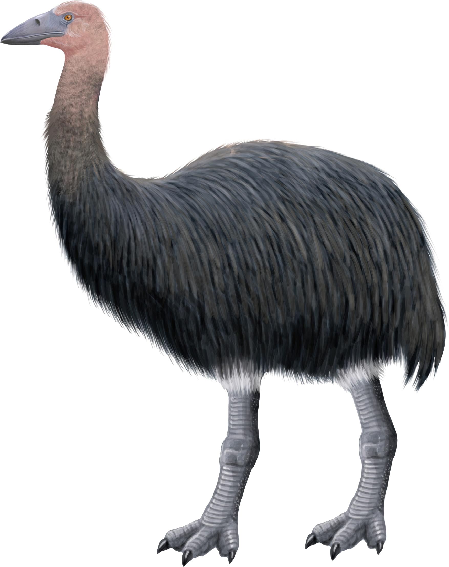 Elephant bird (SciiFii), Fanon Wiki