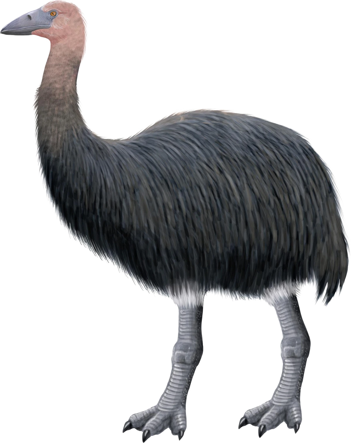 Elephant bird (SciiFii) Fanon Wiki Fandom