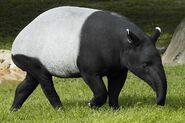 Malayan tapir