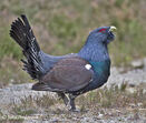 Western Capercaillie