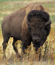 Plains bison, one of the introduced species of Typhoon Island, common in the grasslands of the island.