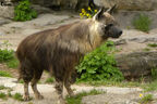 Brown hyena