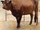 Niata cattle (SciiFii)