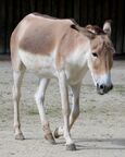 Persian onager