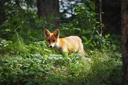 A baby Colorado red fox watching a viewer from Breckinridge
