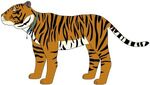 Domestic Tiger, also known as the House Tiger, it is the only big cat (other than leopards, snow leopards, clouded leopards, jaguars, cheetahs, servals, bobcats, lynx, and caracals) to be domesticated by humans