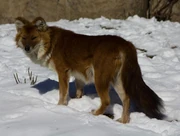 Alaskan dhole (SciiFii)