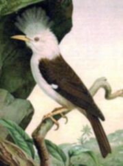 Hoopoe starling (SciiFii).jpg