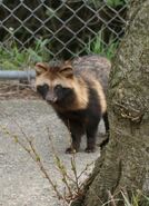 Tanuki appered on the island.