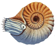 White-faced nautilus (SciiFii)