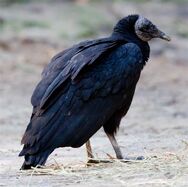 The Black Vulture was introduced to the island from north america. These are the only flying birds to be domesticated for the replacement of domestic chickens (It Was Domesticated because they only eat carrion and the people say their eggs taste better than normal chickens.)