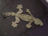 California flying gecko, a species of flying gecko that is a hybrid of various flying geckos native to Asia. California flying geckos are insectivores and threaten some native invertebrate populations to extinction.