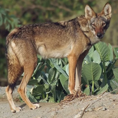 Arabian wolf