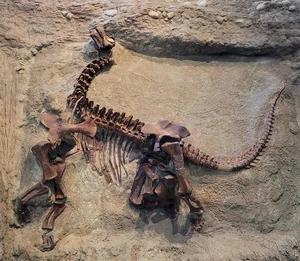 Thr largest fossil of Desmodontedae ever found.