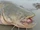 Scandinavian giant catfish