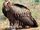 American griffon vulture (SciiFii)