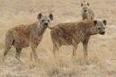 Spotted hyenas