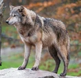 Kenai Peninsula wolf (Canis lupus alces)