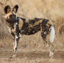 African wild dog