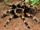American redknee tarantula (SciiFii)