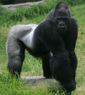 The Western Gorilla Was Recently Introduced to This Island.