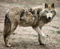 Baffin Island wolf (Canis lupus manningi)