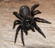 Victorian Funnel-Web Spider The Relative of The Extremely Deadly Sydney Funnel-Web Spider (While This one dose not cause fatalities but the Sydney does) is a Common Spider To Find In Houses On The Island.