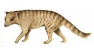 Woolly thylacine