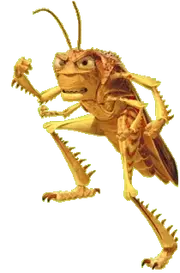 a alpha male Grasshopperoid will mirgating for brazil