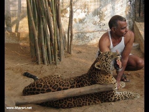 Domestic Leopard Fanon Wiki Fandom