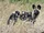 North African Wild Dog