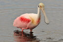 Roseate spoonbill