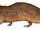 Sinoconodon (SciiFii)