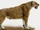 Smilodon populator (SciiFii)
