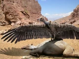 African Giant Condor