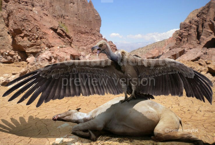 condor size compared human