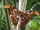 American Atlas moth (SciiFii)