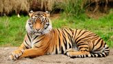 Bengal Tiger